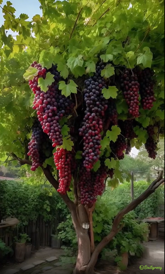 Semințe de struguri gigantice: cu coajă subțire, mari și fără semințe 🍇🌿