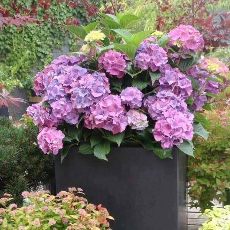Flori frumoase✨ ȘTÂLARE LA CALD - REDUCERE 45% - flori artificiale de hortensii pentru exterior✨
