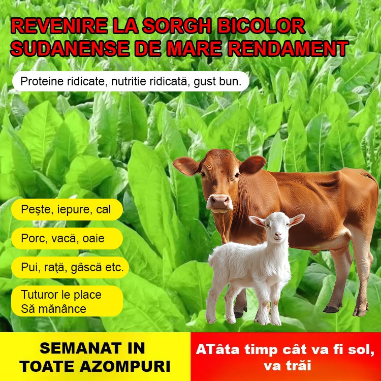 Semințe de cicoare【pășune de patru anotimpuri】