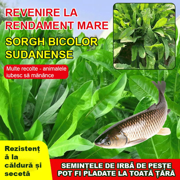Semințe de cicoare【pășune de patru anotimpuri】