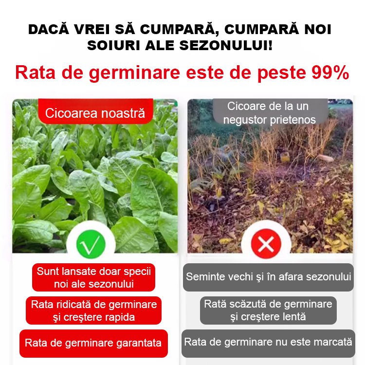 Semințe de cicoare【pășune de patru anotimpuri】