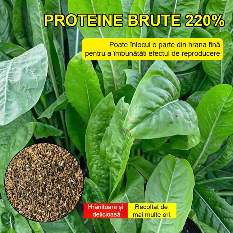 Semințe de cicoare【pășune de patru anotimpuri】