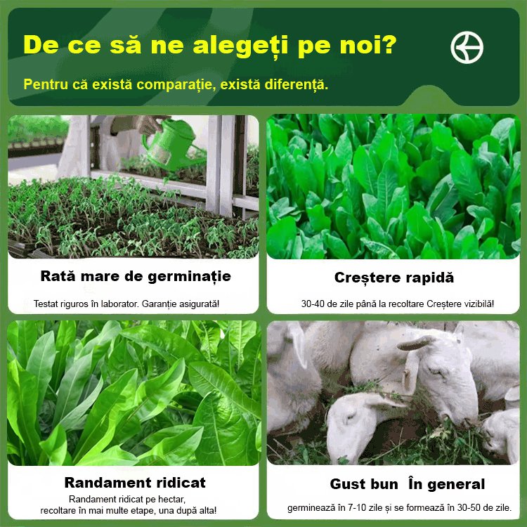 Semințe de cicoare【pășune de patru anotimpuri】