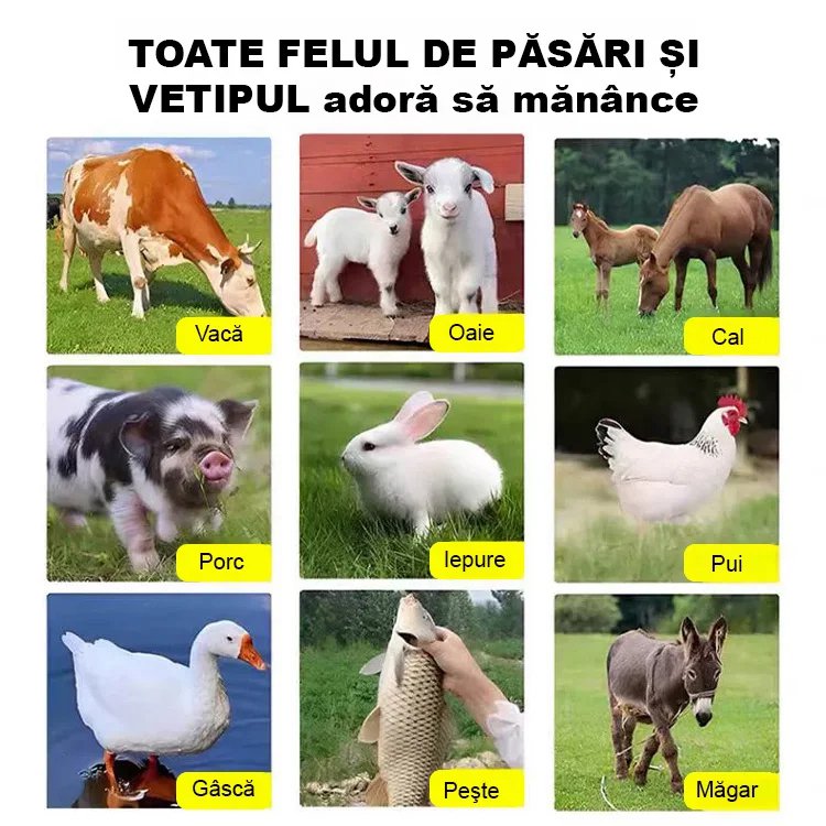 Semințe de cicoare【pășune de patru anotimpuri】
