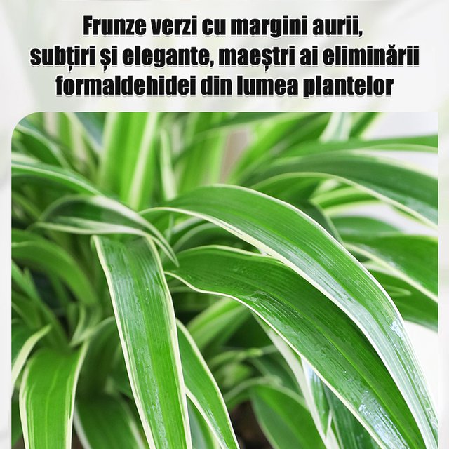 Semințe de Chlorophytum comosum 'Variegatum' cu aromă intensă, înflorire pe tot parcursul anului.