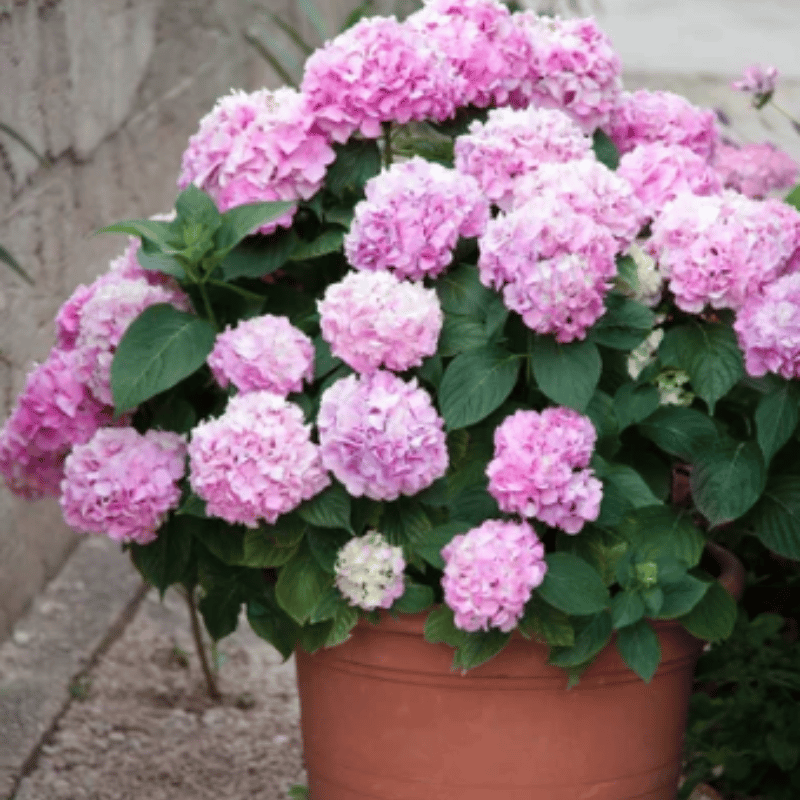 Flori frumoase✨ ȘTÂLARE LA CALD - REDUCERE 45% - flori artificiale de hortensii pentru exterior✨