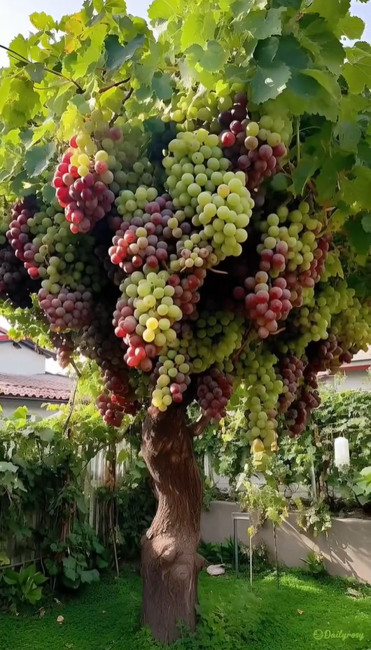 Semințe de struguri gigantice: cu coajă subțire, mari și fără semințe 🍇🌿