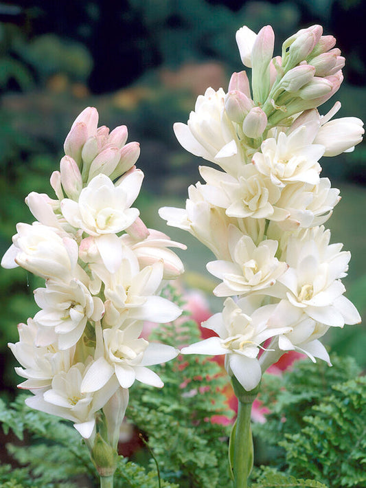 Tuberoză dublă 🌸 - Floare bulboasă mare